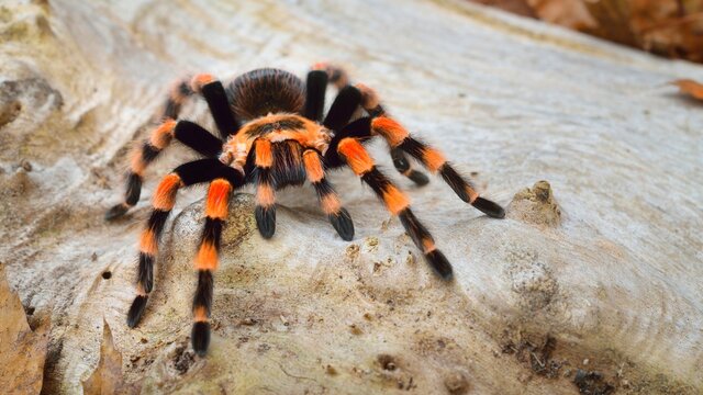 Birdeater tarantula spider Brachypelma smithi in natural forest environment. Bright orange colourful giant arachnid.