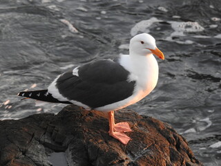 Seagull standing on the rocks, highlighted by the soft rays of the sunset, in San Simeon, California.