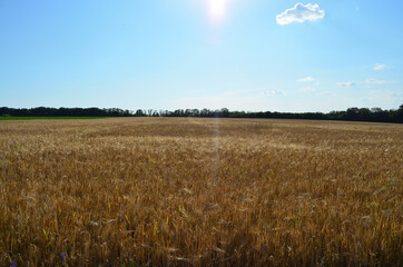 photo of a wheat field on a sunny day