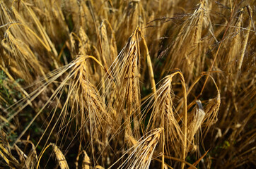 beautiful photo of wheat on the background