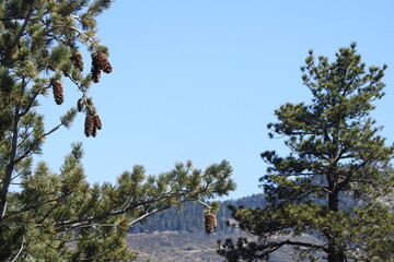 Sugar Pine, with cones hanging from the limbs, San Bernardino Mountains, California.