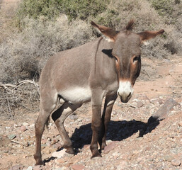 Naklejka na ściany i meble Wild burro, Chemehuevi Wilderness Area, Parker Dam, California.