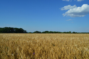 photo of golden wheat field under blue sky