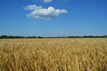 wheat field and sky