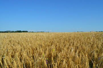 photo of golden wheat field in summer