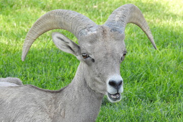 Desert bighorn sheep, Hemenway Park, Boulder City, Nevada. 