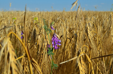 photo of a wheat field with wildflowers