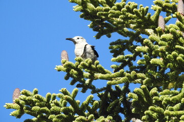 A clark's nutcracker perched in a noble fir tree on Mount Shasta, California.