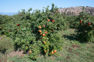 Pomegranate tree with young fresh harvest