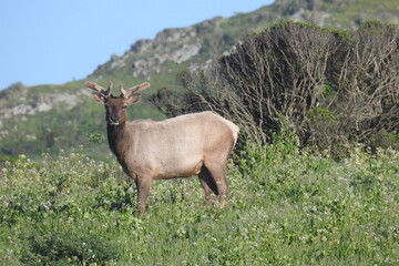 Naklejka na ściany i meble Bull elk, Point Reyes National Seashore, Northern California. 