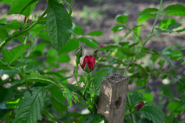 photo of a blooming red rose