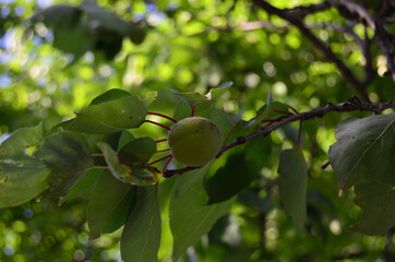 photo of a branch of green apricots