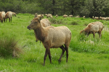 Fototapeta premium Elk herd, northern California, outside of Crescent City.