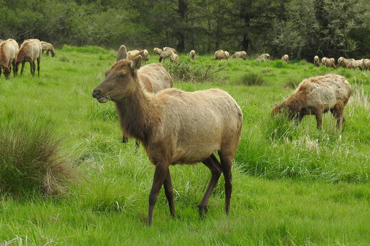 Elk herd, northern California, outside of Crescent City.