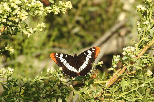 Lorquin's admiral butterfly, and a honey bee, gathering nectar from the blossoms of a California croton, Santa Monica Mountains, California.