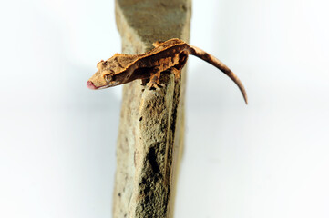 Correlophus ciliatus © Tomasz