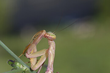 The praying mantis is cleaning its limbs, sitting against a backdrop of blurry green ...