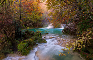 Forests