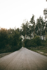 Obraz premium Perspective road in the middle of the forest line 