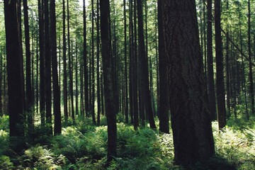Fototapeta premium Trees and forest in the morning sunlight, summer.