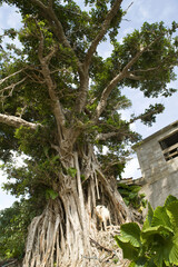 ガジュマルの樹