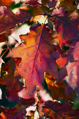 Naklejka na ściany i meble Autumn red leaves of oak tree. Natural background.