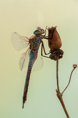 Large dragonfly closeup on a dry flower in a forest glade in a summer morning