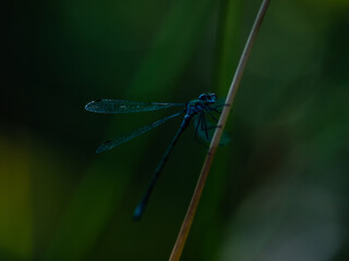 blue dragonfly on a green leaf