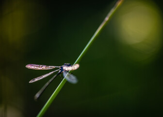 close up of a dragonfly