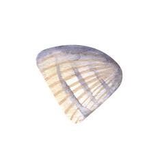 Cute seashell in summer set. Hand drawn watercolor illustration for greeting cards, posters, stickers and seasonal design.