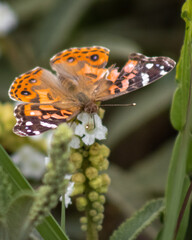 
Imperfect orange butterfly with purple and black accents with white antenna tips resting on a...