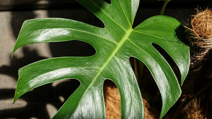 Monstera leaf, a unique and beautiful plant