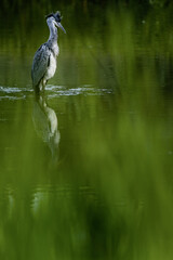 great heron perching in the water