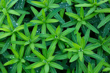  Flowers Cushion spurge close-up . Euphorbia epithymoides, Euphorbia polychroma