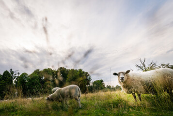 sheep in the field