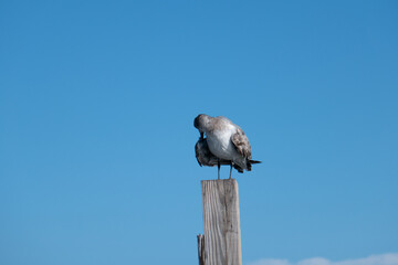 Honeymoon Island State Park