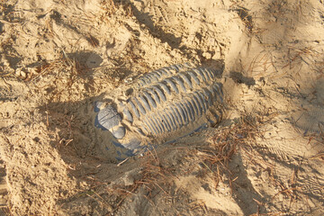 Plaster copy of a trilobite in the sand