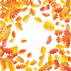 Oak, maple, wild ash rowan leaves vector, autumn foliage on white background.