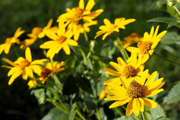 many flowers of yellow Echinacea with green leaves on a summer day . medicinal herbs used in medicine 