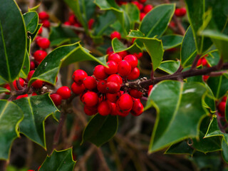 portrait of a holly plant