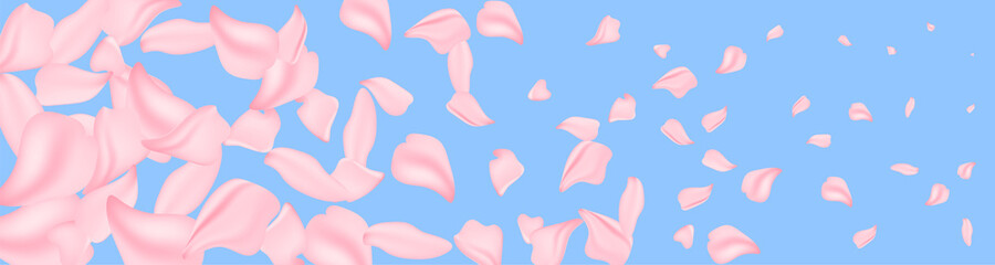 Petals wind. Spring background may flowers and April floral nature on pink background. Branches of blossoming apricot macro with soft focus. For easter and spring greeting cards with copy space.