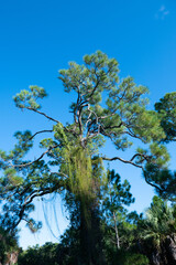 Landscape of Honeymoon Island State Park in Florida