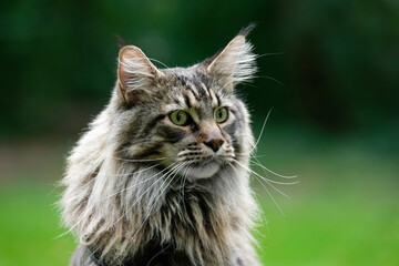 Maine Coon