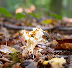 A black slug or black Arion, on a fungus in a forest. Picture from Scania, southern Sweden.