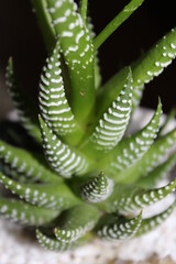 plants or succlenets