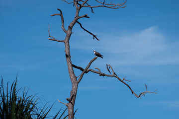 A eagle on the tree, taken in Honeymoon Island State Park in Florida