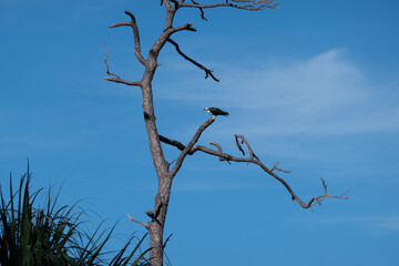 Honeymoon Island State Park