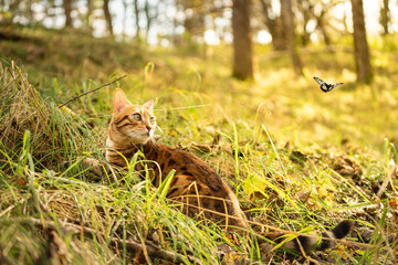 A domestic cat is watching a butterfly.