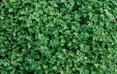 Obraz premium Green leaves pattern background, Natural background and wallpaper.