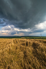 wheat field under sky
